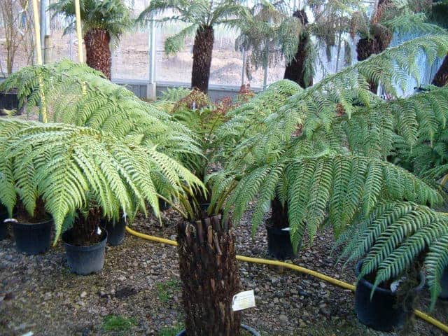 Dicksonia antarctica 80-100 cm