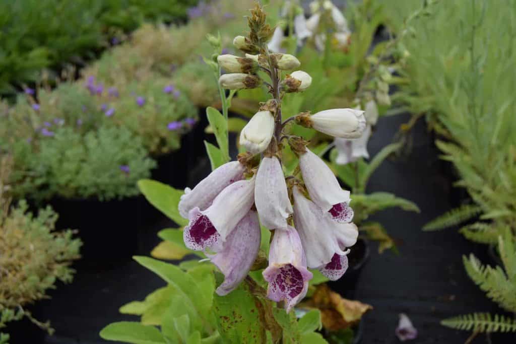 Digitalis purpurea 'Pam's Choice'