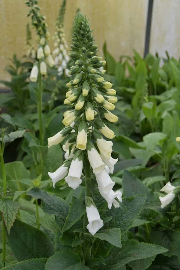 Digitalis purpurea f. albiflora