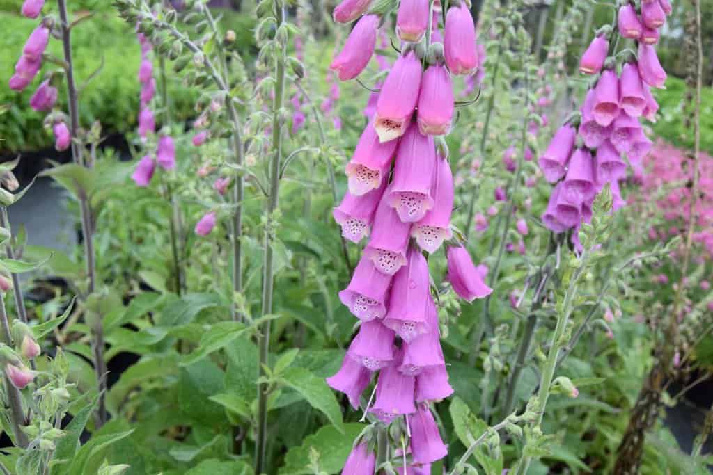 Digitalis purpurea