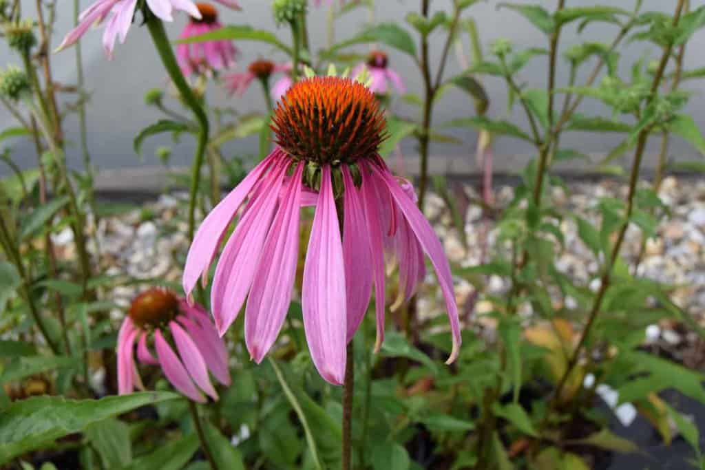 Echinacea purpurea 'Rubinstern'