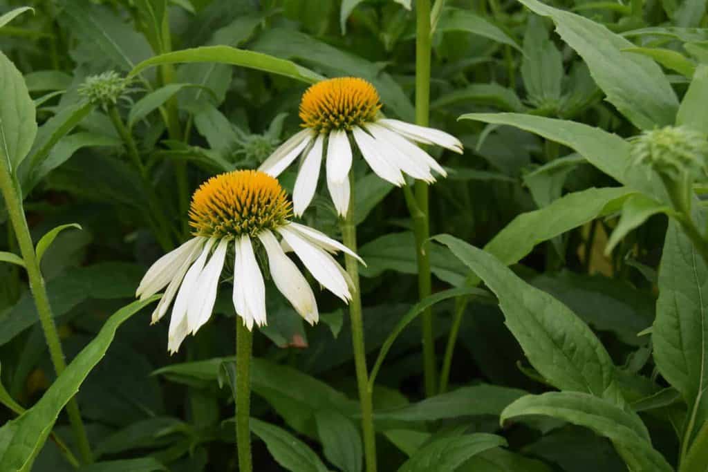 Echinacea purpurea 'White Swan'
