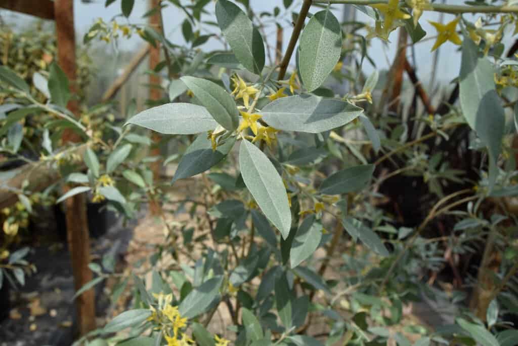 Elaeagnus 'Quicksilver' <span class="hidden specialOffer"></span>