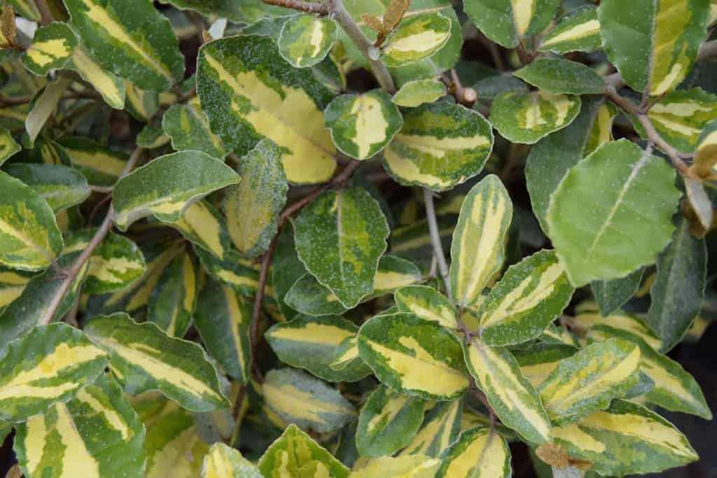 Elaeagnus pungens 'Maculata'