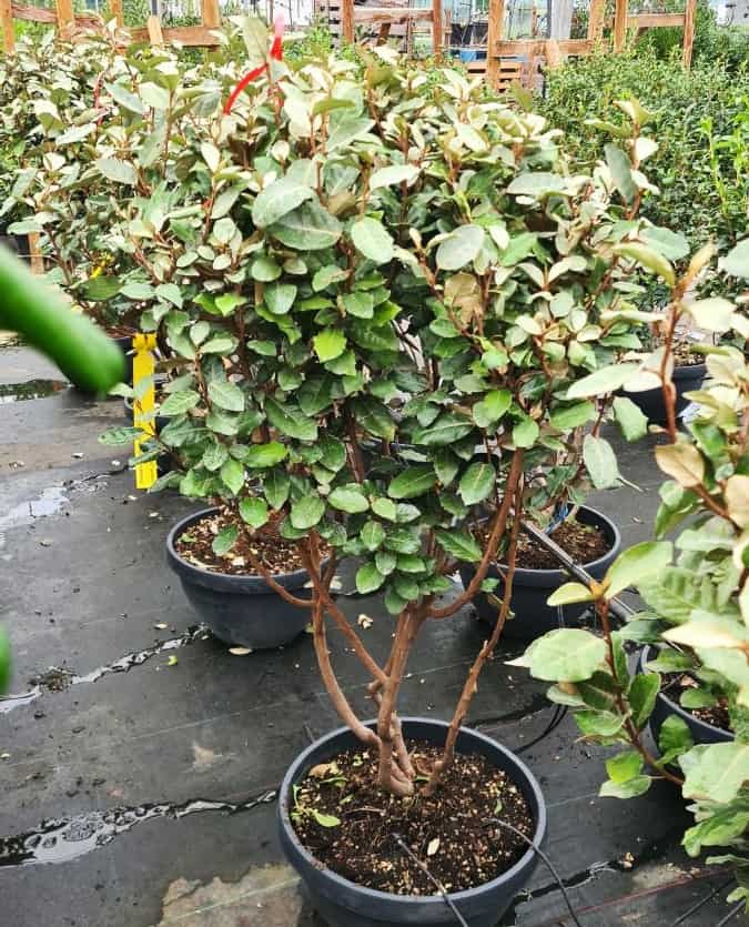 Elaeagnus x submacrophylla