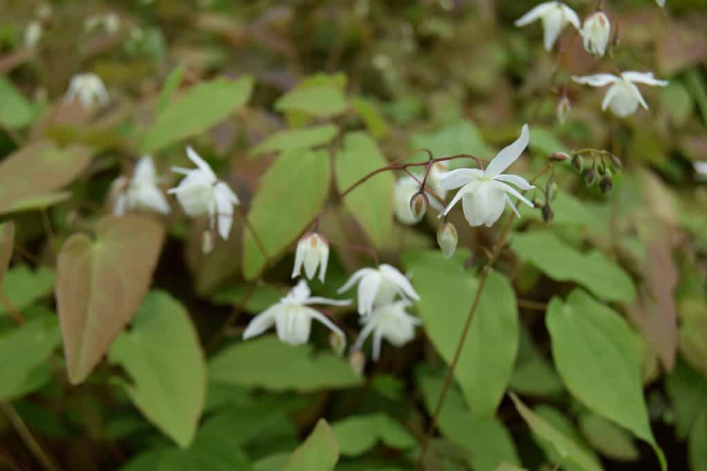 Epimedium x youngianum 'Niveum'