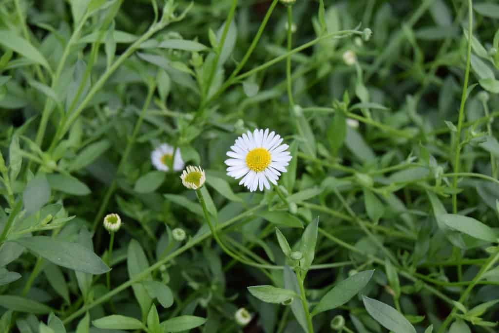 Erigeron karvinskianus 'Bluetenmeer'