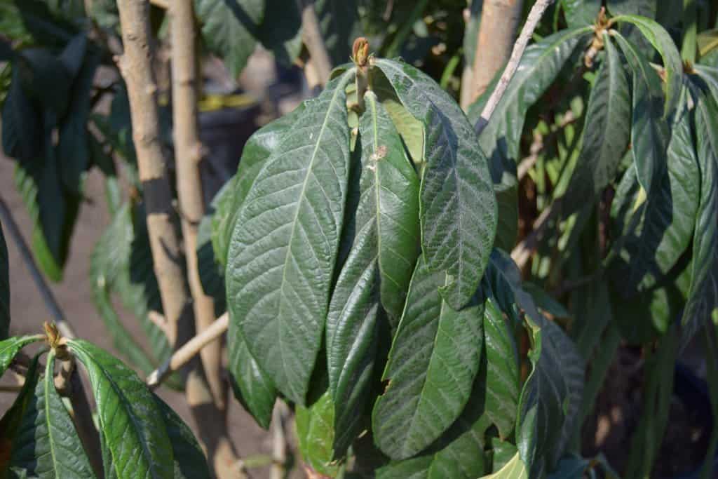 Eriobotrya japonica