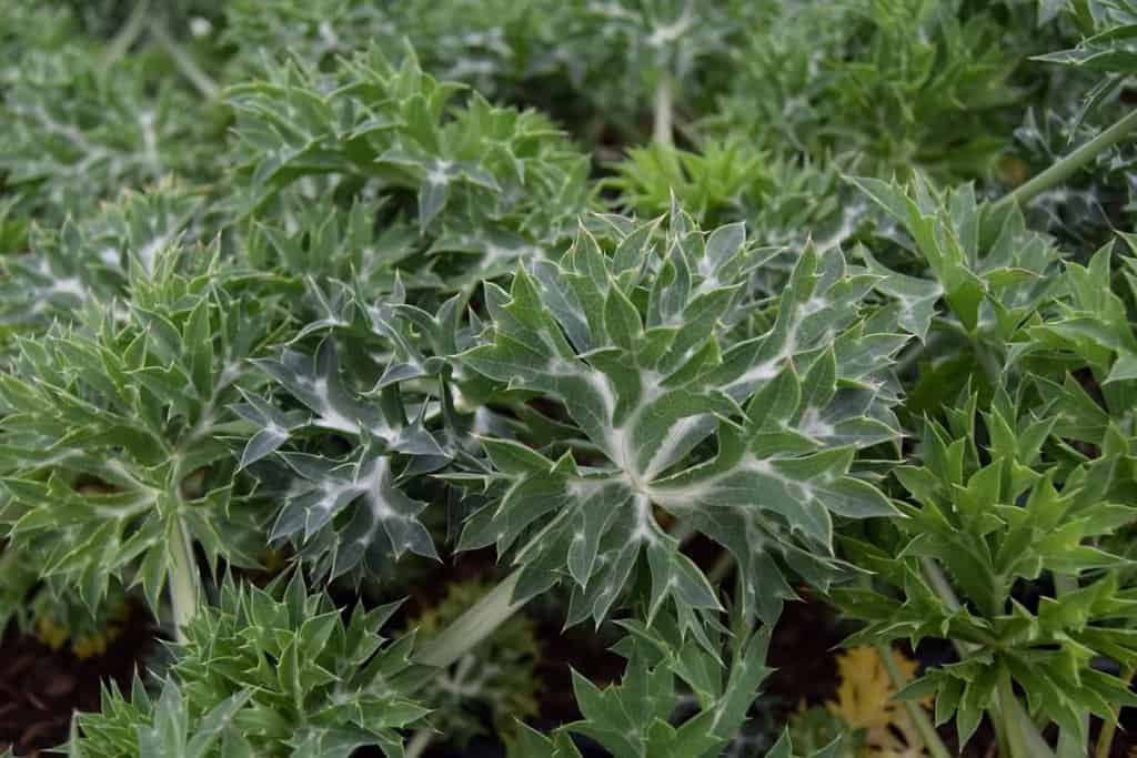 Eryngium bourgatii