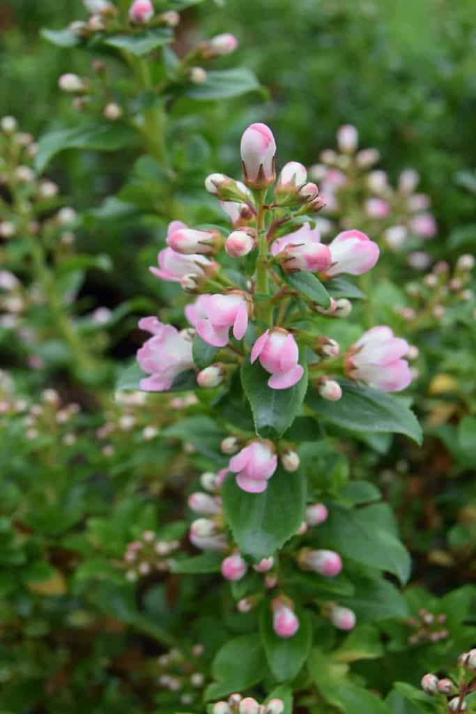 Escallonia 'Apple Blossom'