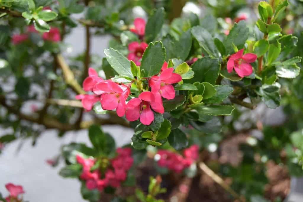 Escallonia 'Donard Radiance'