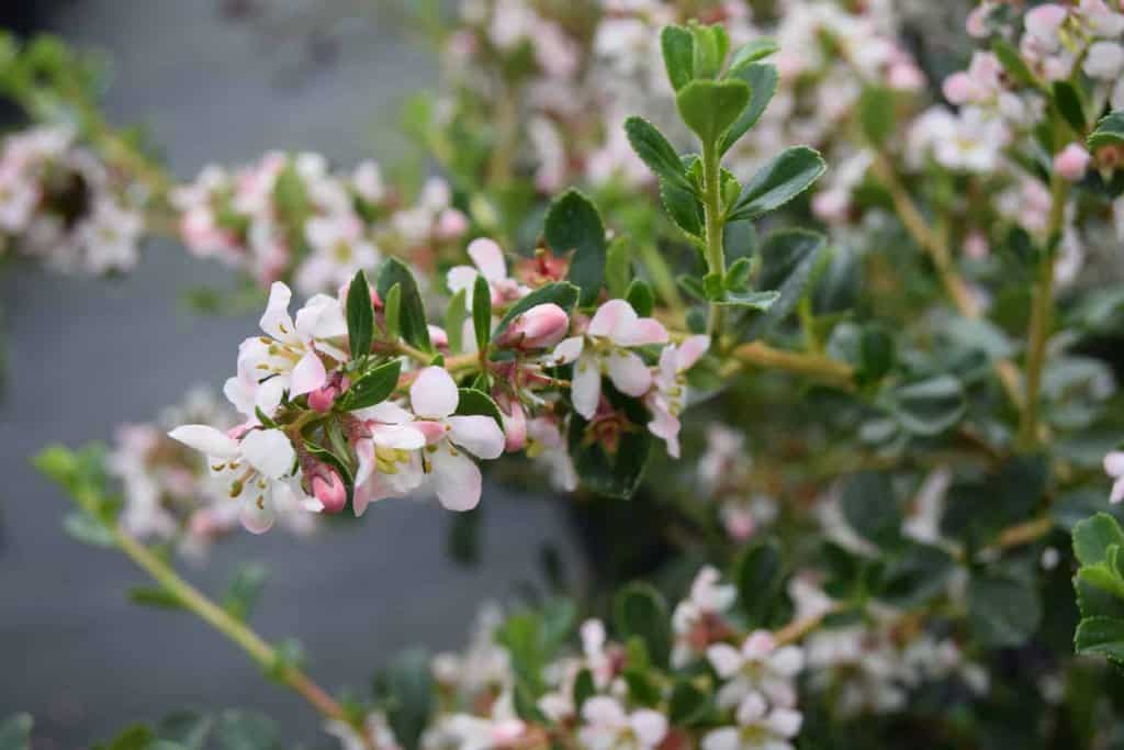 Escallonia 'Donard Seedling'
