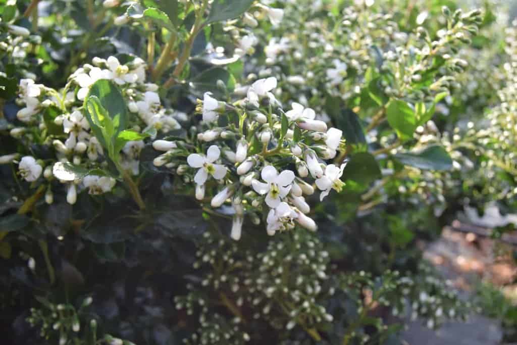 Escallonia 'Iveyi'