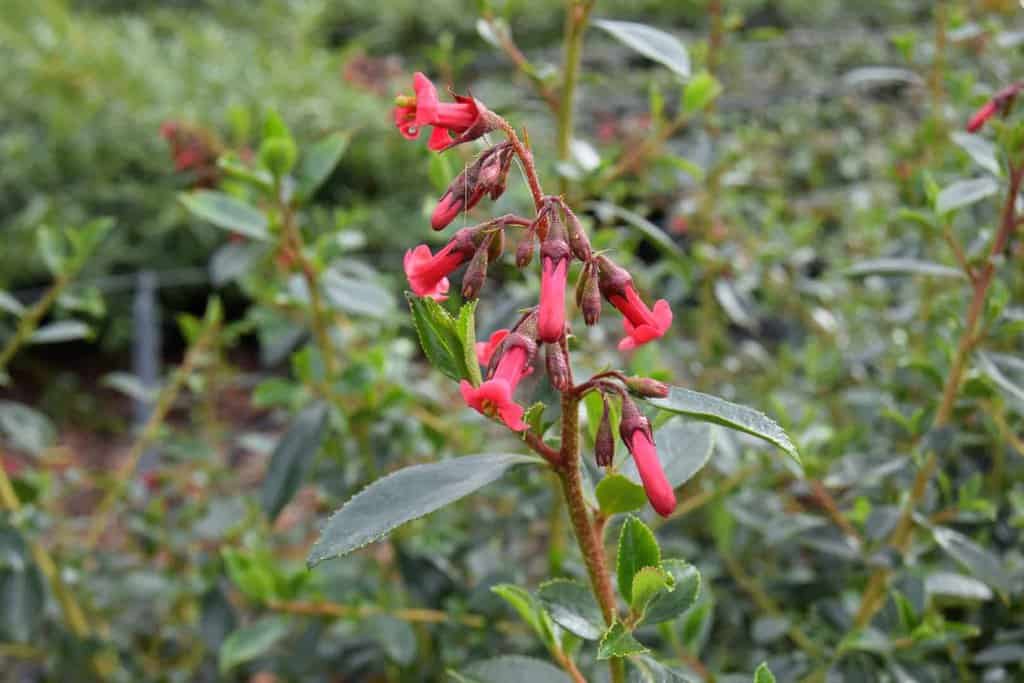 Escallonia 'Red Hedger'