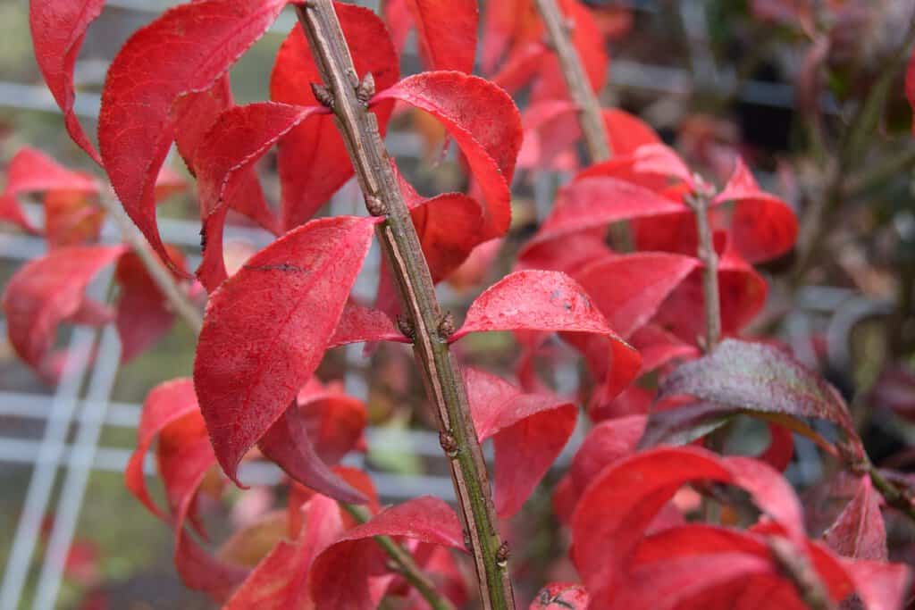 Euonymus alatus