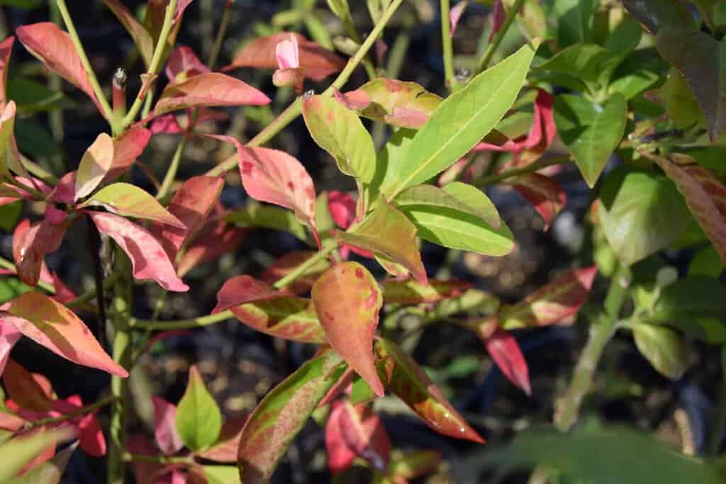 Euonymus europaeus