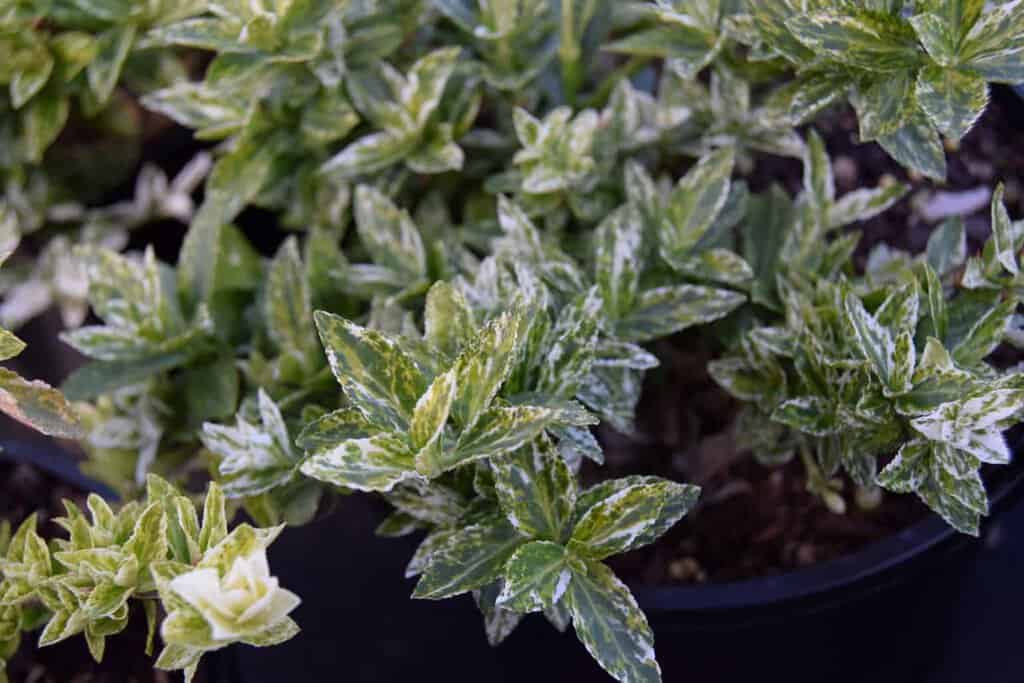 Euonymus fortunei 'Harlequin'