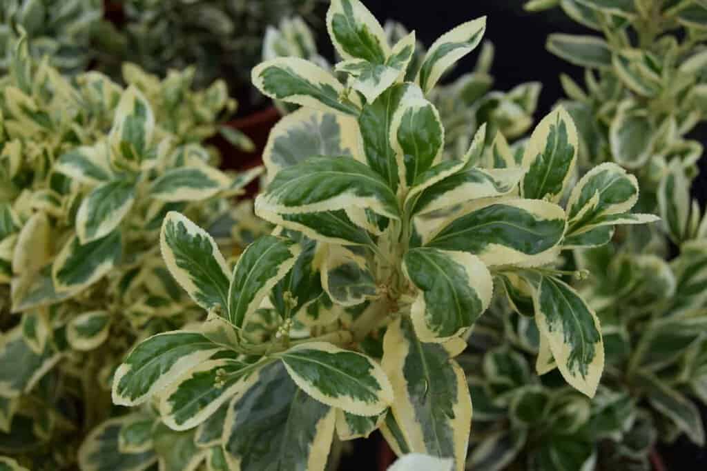 Euonymus japonicus 'Bravo'