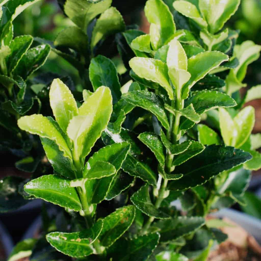 Euonymus japonicus 'Jean Hugues'