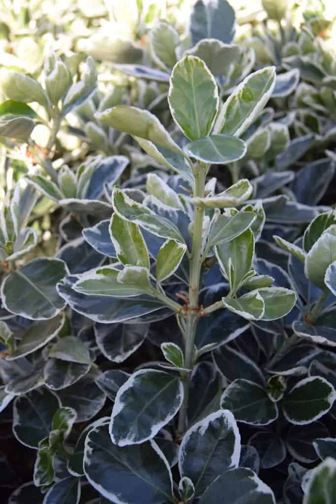Euonymus japonicus 'Kathy' ®