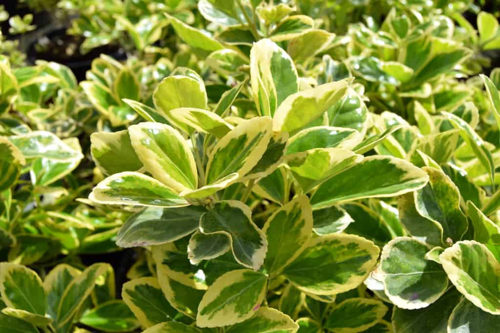 Euonymus japonicus 'Président Gauthier'