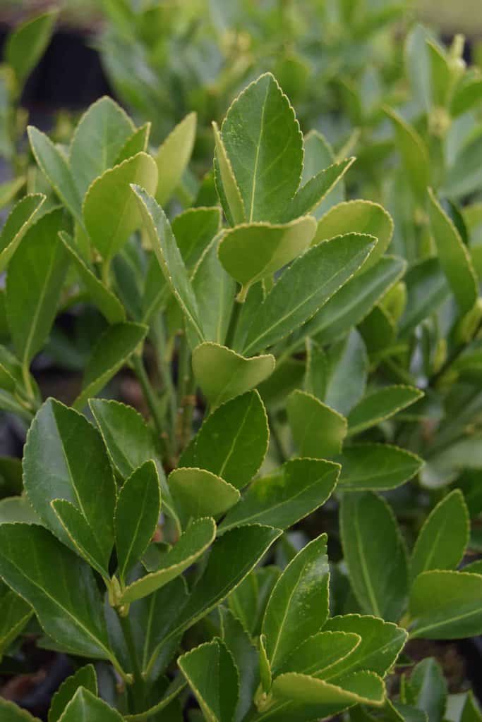 Euonymus japonicus