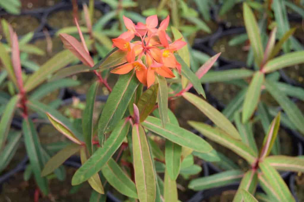 Euphorbia griffithii 'Fireglow'