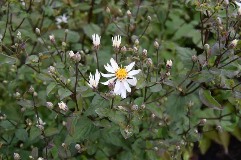 Eurybia divaricatus