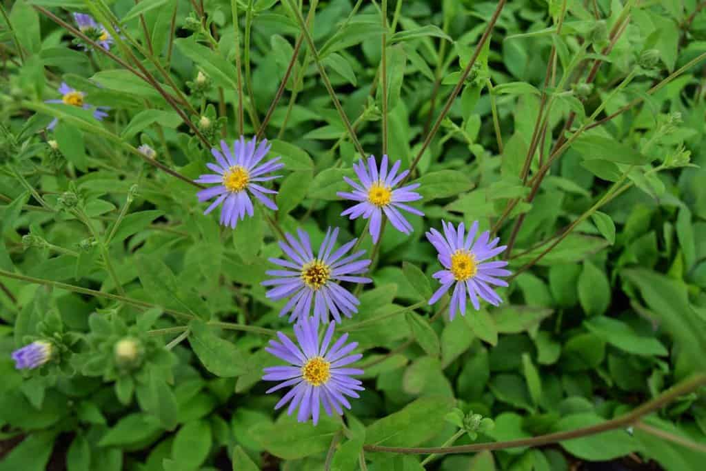 Eurybia macrophylla 'Twilight'