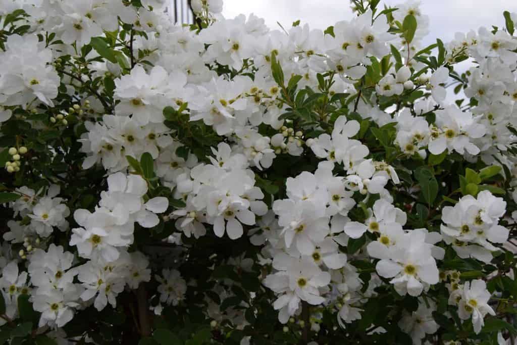 Exochorda x macrantha 'The Bride'