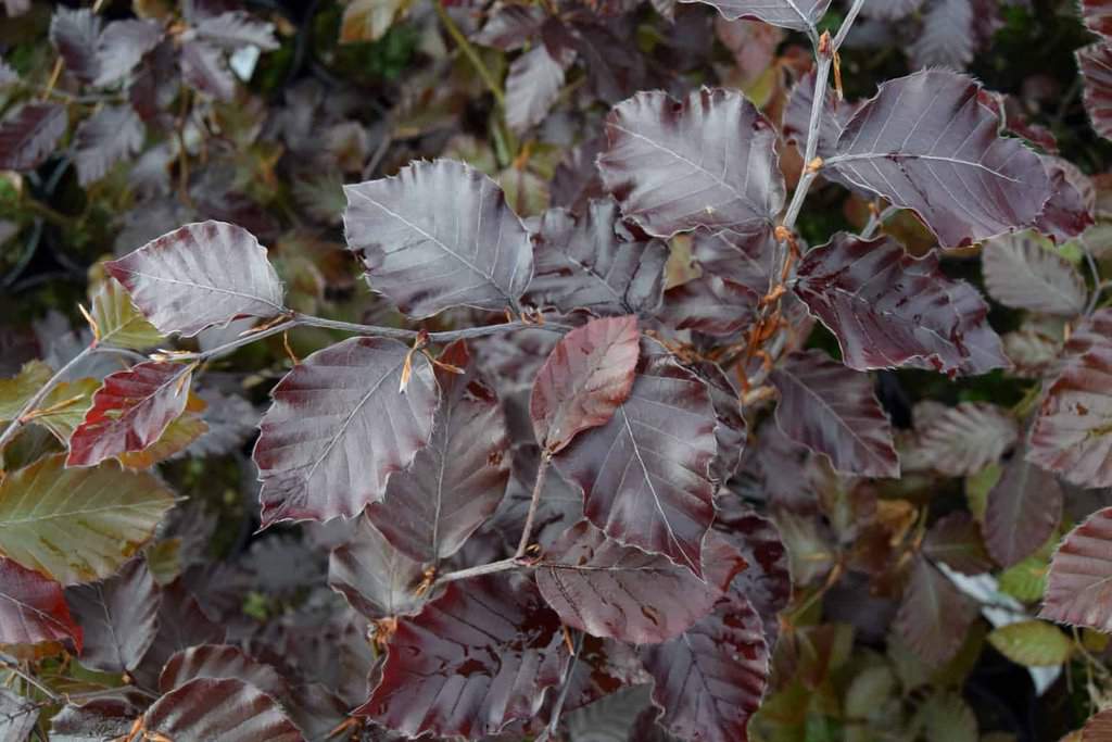 Fagus sylvatica Atropurpurea Group