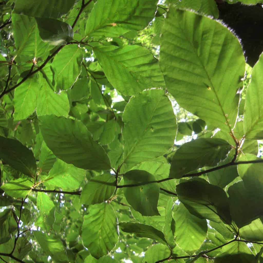 Fagus sylvatica (BUNDLE OF 25) 60-80 cm