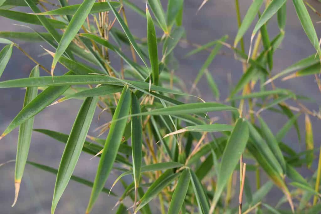 Fargesia robusta 'Campbell'