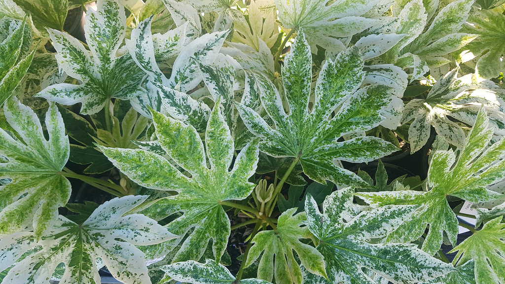Fatsia japonica 'Spider's Web'