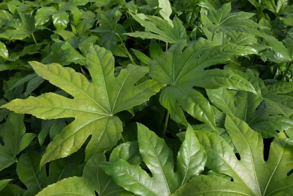 Fatsia japonica
