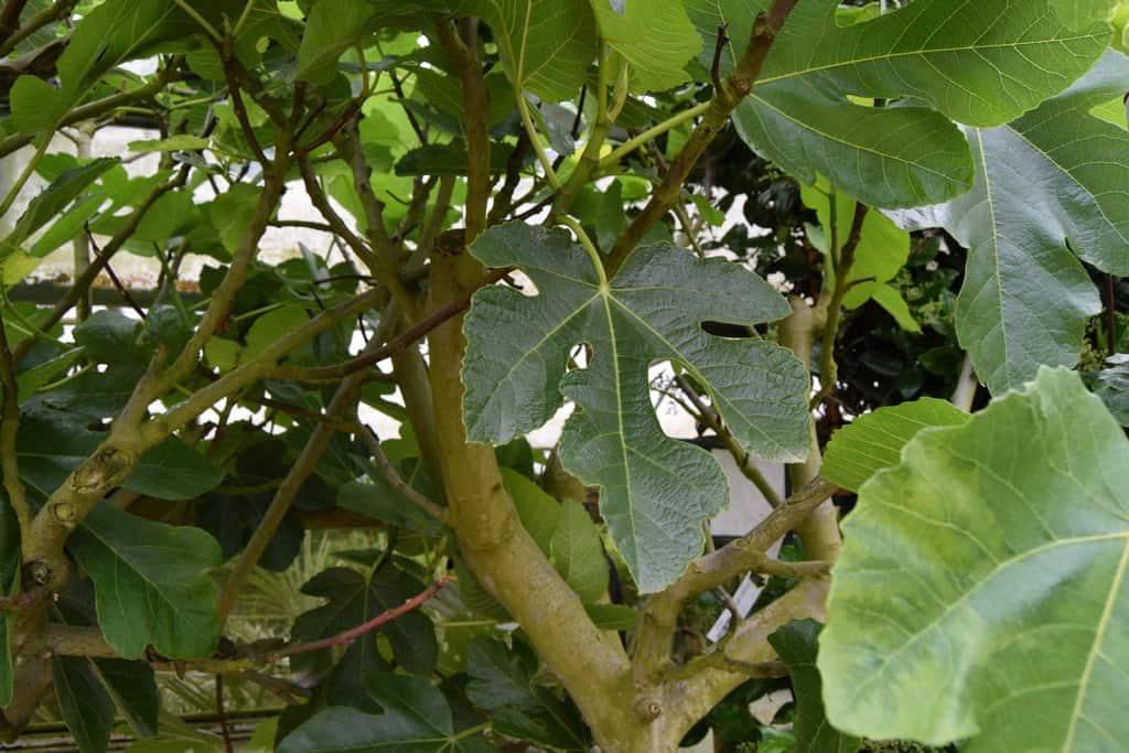 Ficus carica