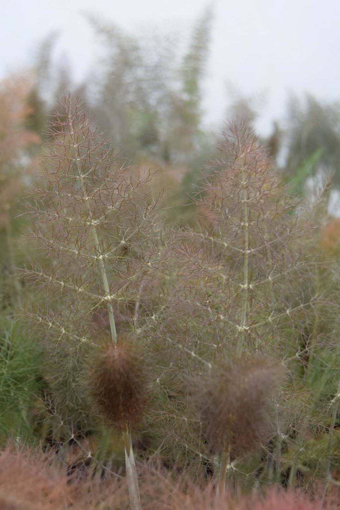Foeniculum vulgare 'Purpureum'