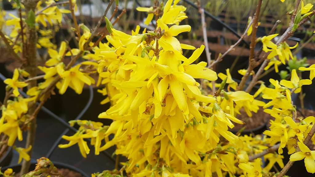 Forsythia x intermedia 'Lynwood Variety'