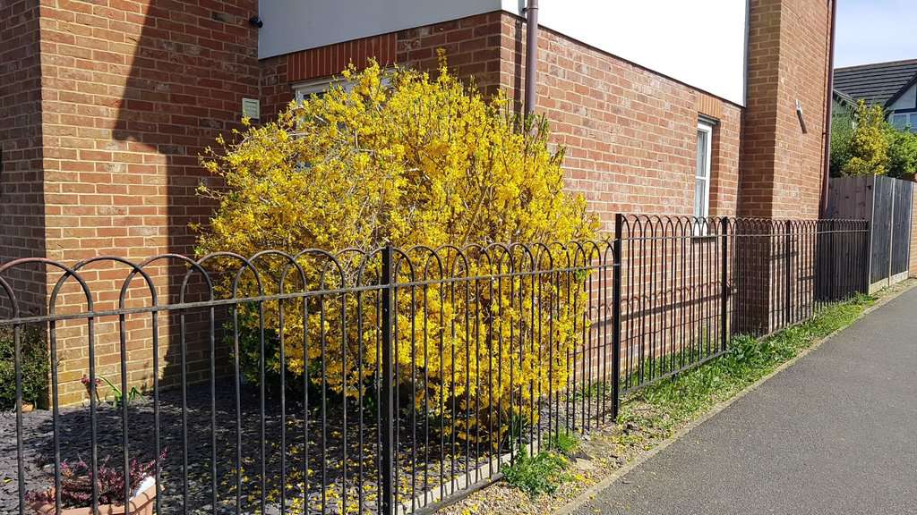 Forsythia x intermedia 'Lynwood Variety' 60-80 cm