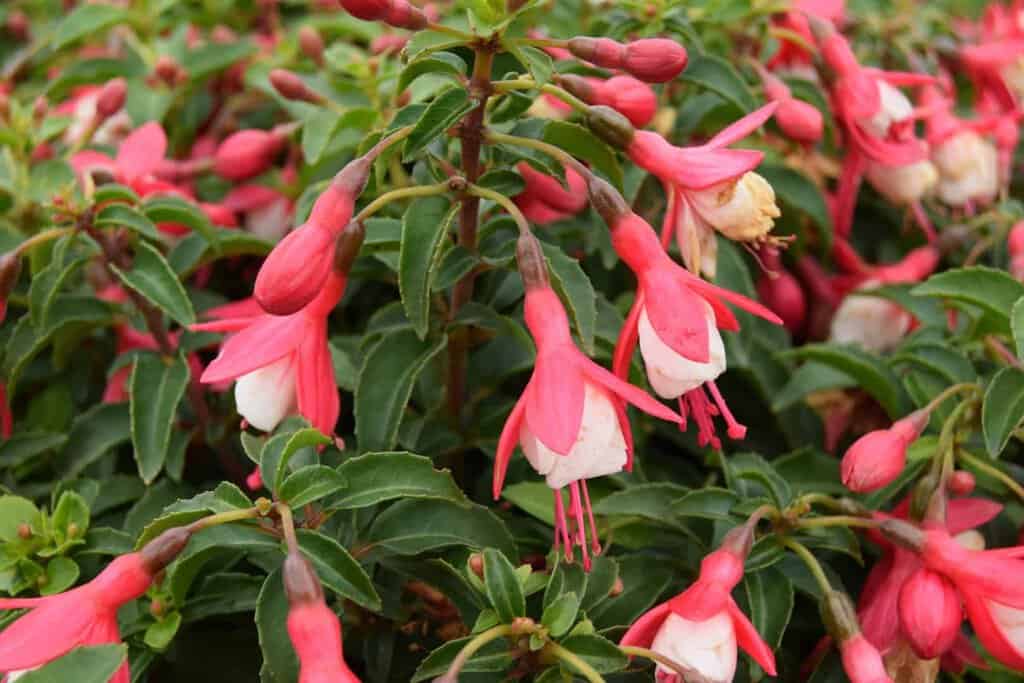 Fuchsia 'Lady Thumb'