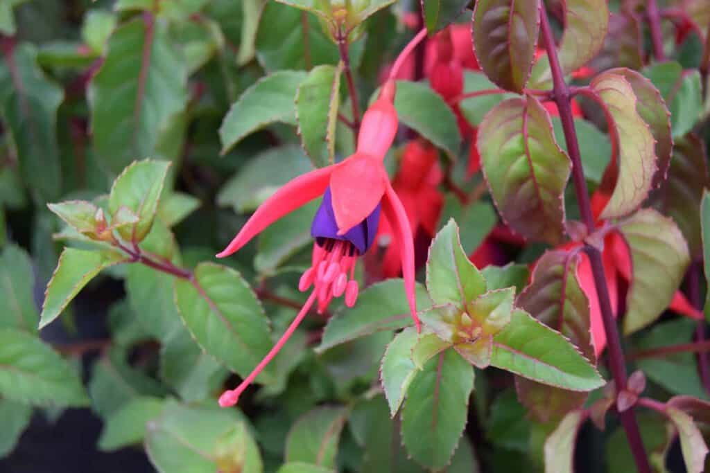 Fuchsia 'Mrs Popple'