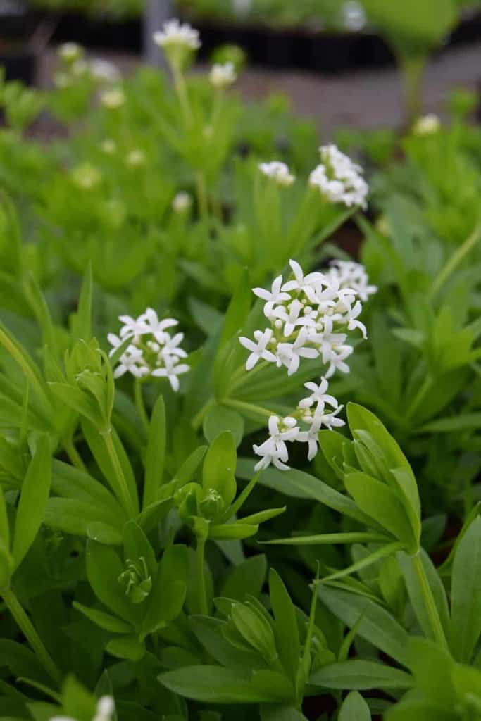 Galium odoratum