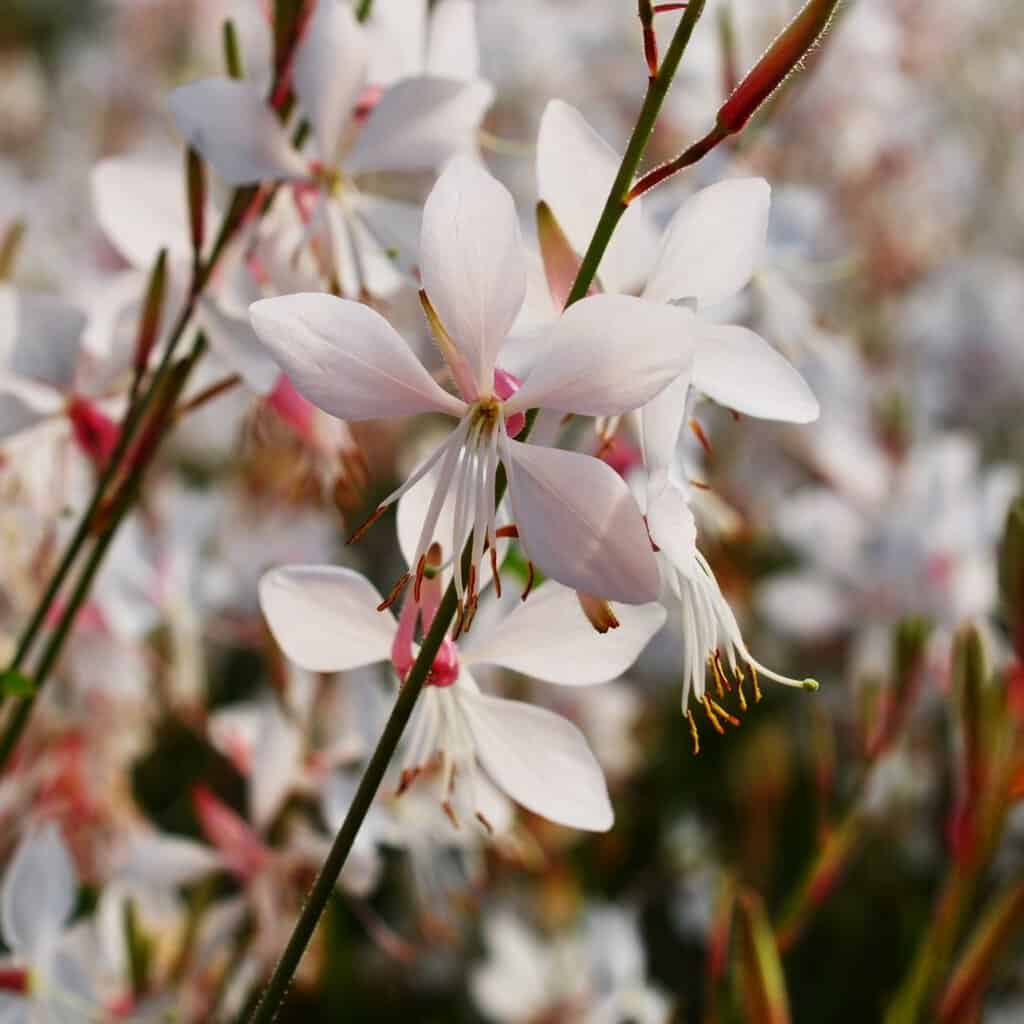Oenothera lindheimeri (was Gaura)