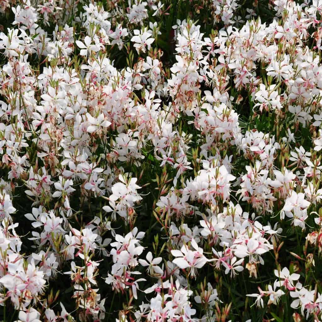 Oenothera lindheimeri 'Whirling Butterflies' (was Gaura)