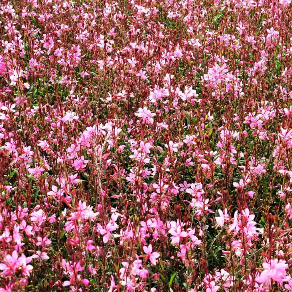 Oenothera lindheimeri 'Siskiyou Pink' (was Gaura)