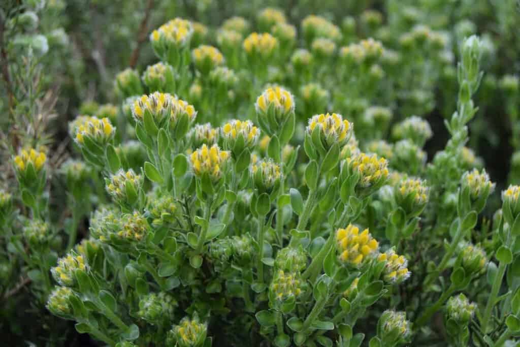 Genista hispanica