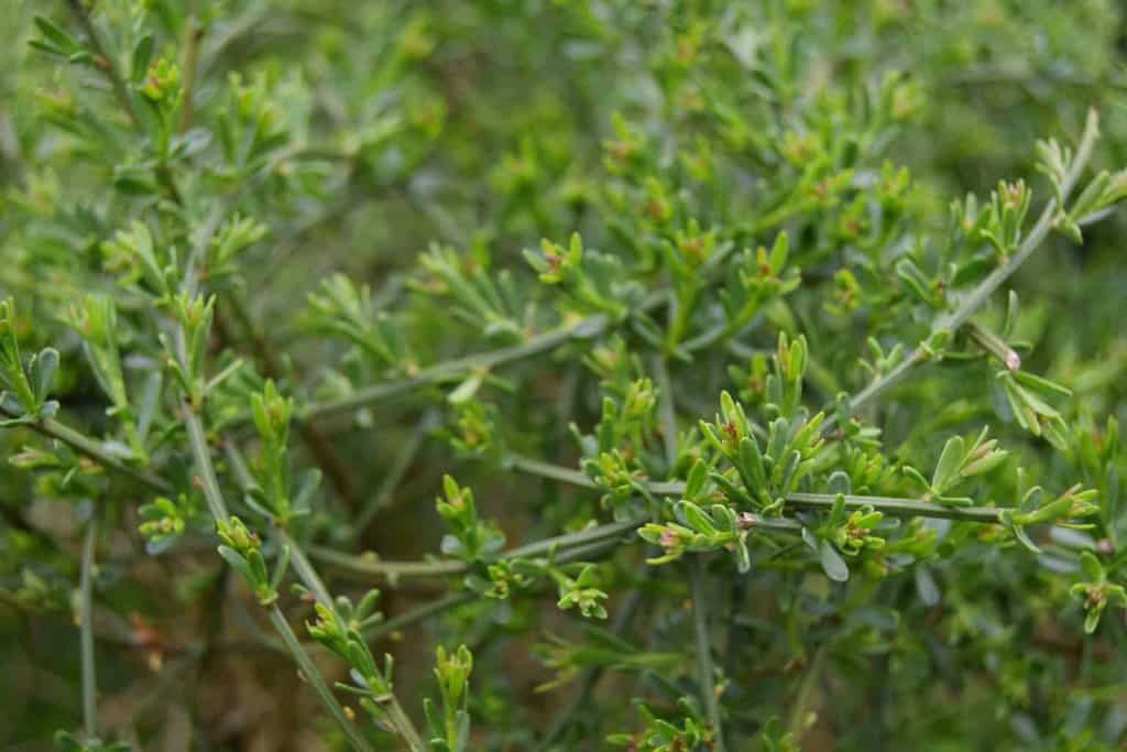 Genista lydia