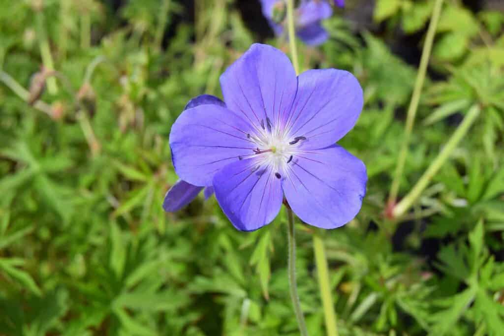 Geranium 'Brookside'