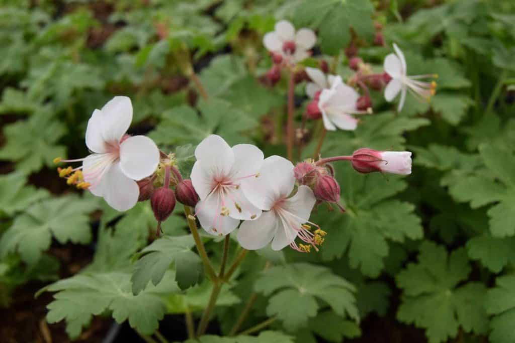 Geranium macrorrhizum 'Spessart'