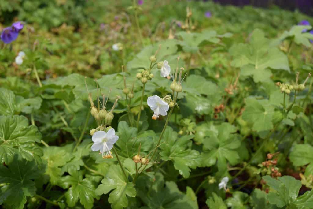 Geranium macrorrhizum 'White-Ness'